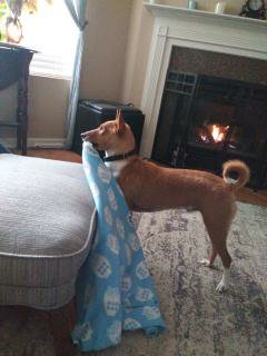 izzy wants his blanket by the fire