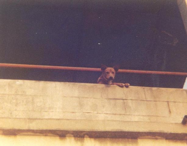 attachment_p_118694_0_sierra-leone-rooftop-photo-of-merrys-dog-001.jpg