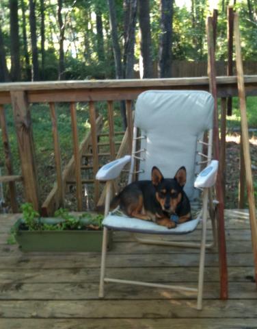 attachment_p_134948_0_deogie-lounging-on-deck-chair.jpg