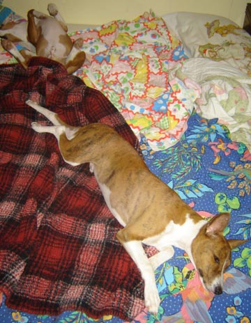attachment_t_1580_0_how-2-dogs-take-up-the-whole-bed..jpg