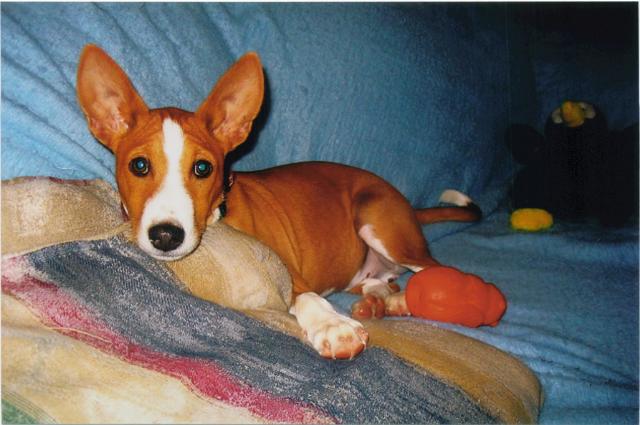 attachment_p_110016_0_kell-on-couch-looking-at-camera.jpg