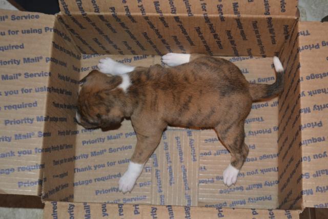 attachment_p_149872_1_lite-brindle-girl.jpg