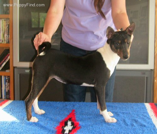 Basenji Colors | Basenji Forums - Your Online Basenji Community