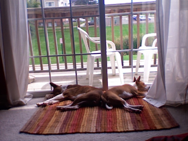 attachment_p_23403_3_photo-130.jpg