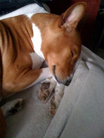 attachment_t_10294_3_sleeping.jpg