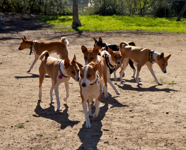 attachment_t_10642_1_real-basenjis-jan-22-2011-29.jpg
