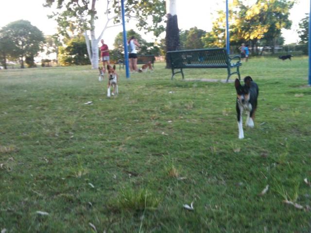 attachment_t_12709_0_dog-park-bs.jpg