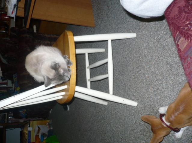 attachment_t_5420_3_p1010870.jpg