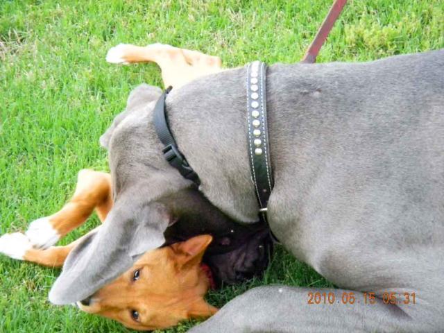 attachment_t_9042_5_optimus6.jpg