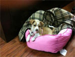 attachment_t_9305_5_riley-puppy-5-weeksmaybe-6-smaller.jpg