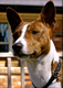 basenji_fan