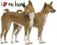 Basenji