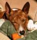 agilebasenji